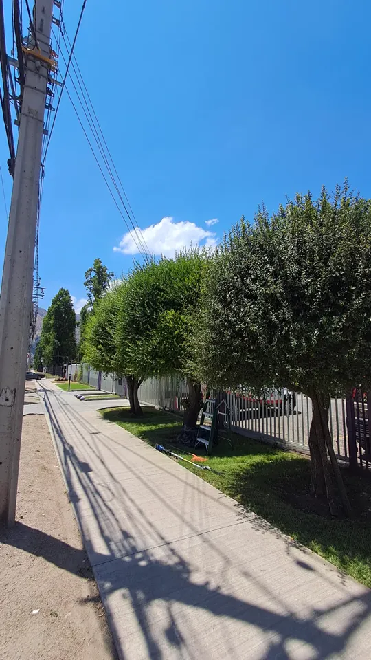 Foto 3 de 19: trabajo de jardinería en un condominio